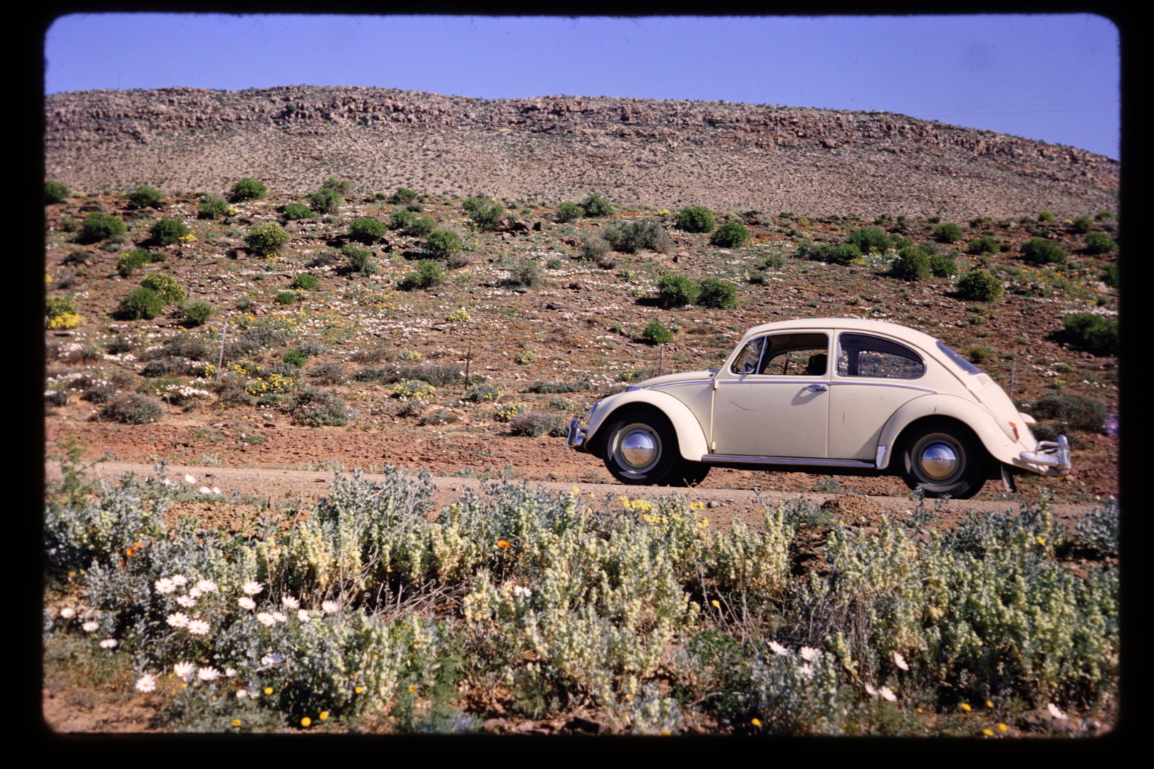 Da Beetle